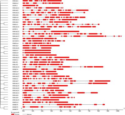 Genome-wide identification and multiple abiotic stress transcript profiling of potassium transport gene homologs in Sorghum bicolor